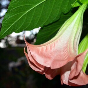 Angel&#39;s Trumpet Flower Essence **NOT A LIVE PLANT**