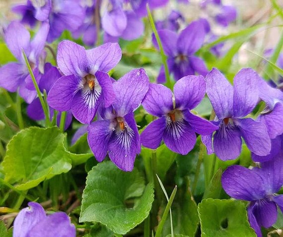 Violet Flower Essence - Freedom Flowers® LLC