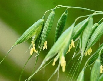 Milky Oats Tincture Avena sativa