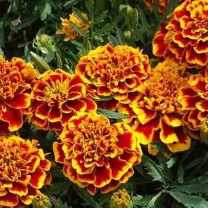 Marigold Flower Essence **NOT A LIVE PLANT**