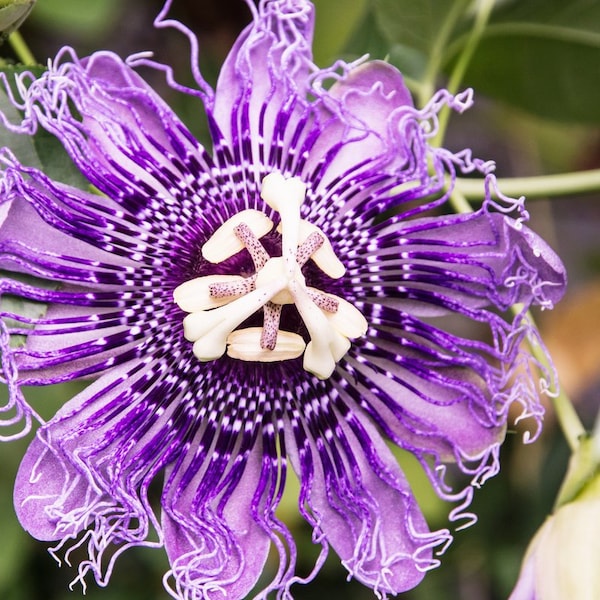 Passionflower Live Plant Etsy