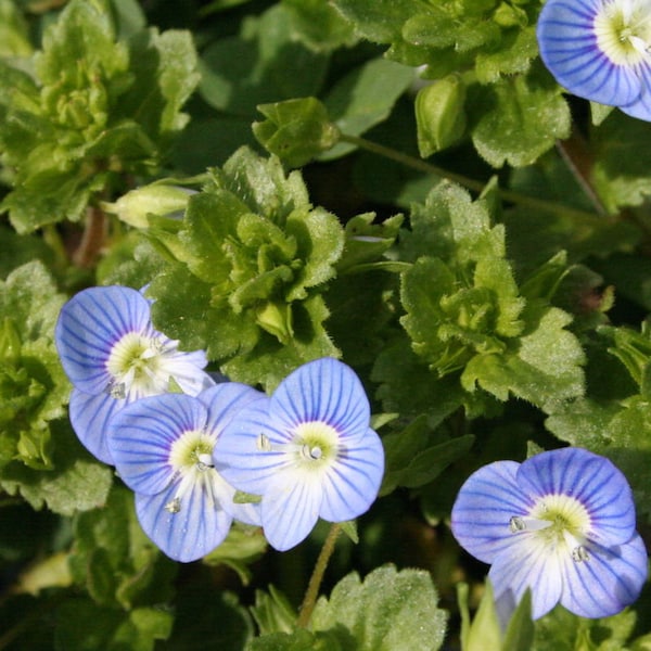 Persian Speedwell Flower Essence **NOT A LIVE PLANT**