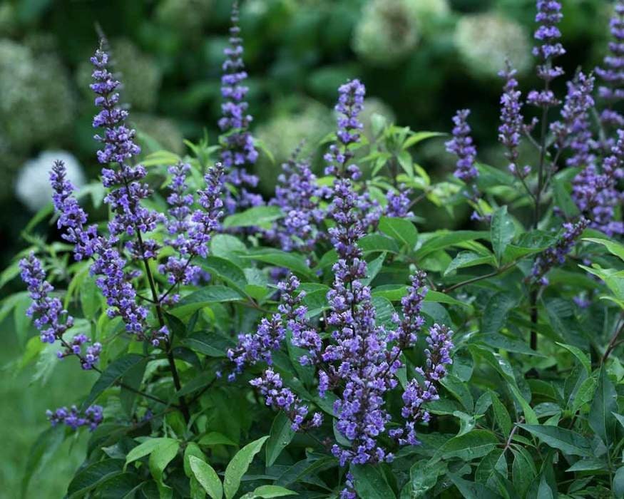Vitex Chaste Tree Berry Tincture Vitex agnus-castus - Etsy France