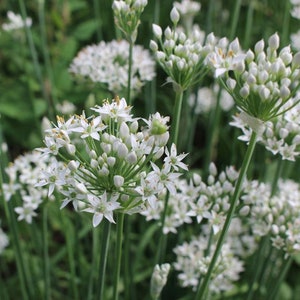 Garlic Chives Flower Essence **NOT A LIVE PLANT**
