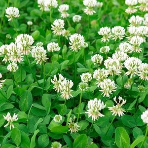 White Clover Flower Essence **NOT A LIVE PLANT**