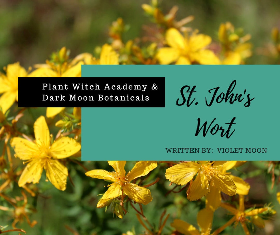 St. John's Wort Herb of the Month Materia Medica PDF Ebook Etsy Australia