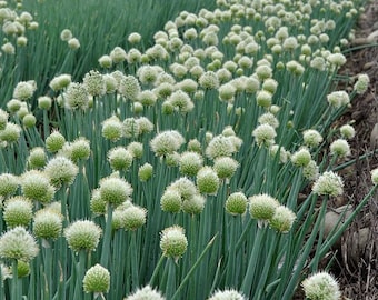 Onion (Yellow) Flower Essence **NOT A LIVE PLANT**