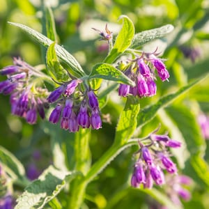 Comfrey Flower Essence **NOT A LIVE PLANT**