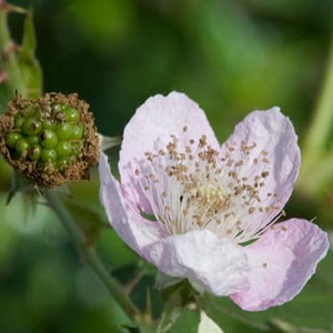Blackberry Flower Essence **NOT A LIVE PLANT**