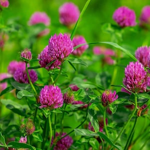 Red Clover Flower Essence **NOT A LIVE PLANT**