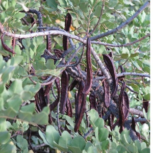 Carob Tincture Ceratonia siliqua