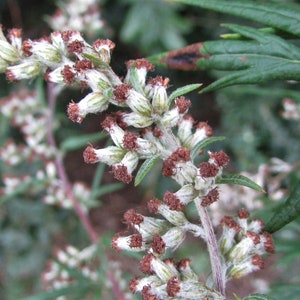 Mugwort Flower Essence **NOT A LIVE PLANT**