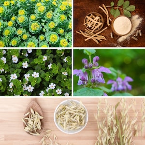 Herbal Clarity & Focus