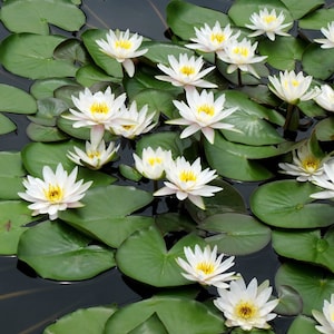 White Water Pond Lily Flower Essence **NOT A LIVE PLANT**