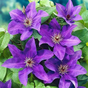 Clematis Flower Essence **NOT A LIVE PLANT**