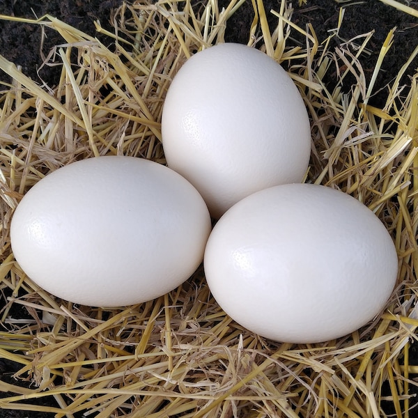 Echtes Straußenei  Ei Ostern Osterei Eier Dekoei Eierdeko Ostern Osterhase