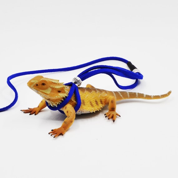 Lizard accessories best sale