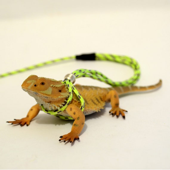 gecko leash