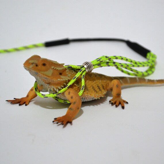 dragon harness