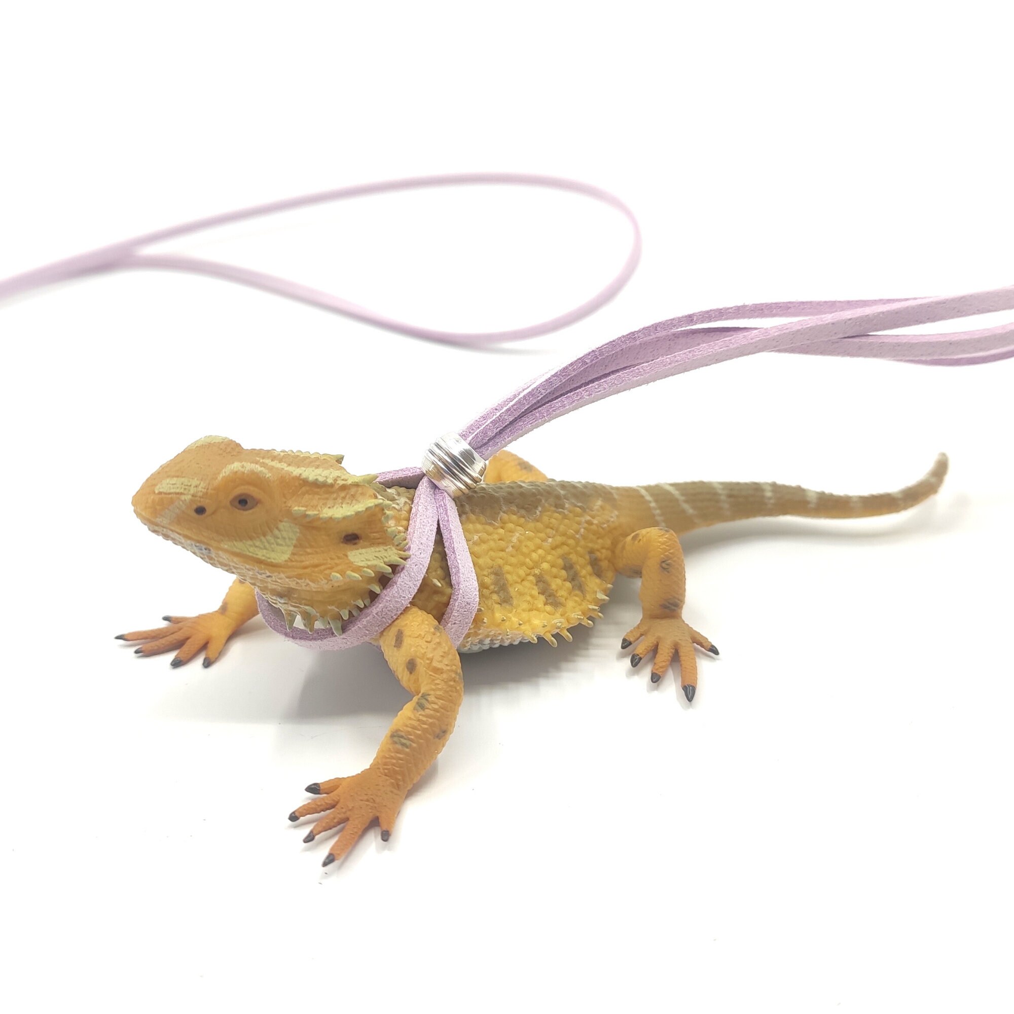 Bearded dragon harness and cheap leash