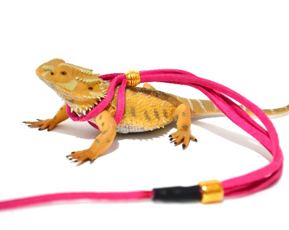 dragon harness
