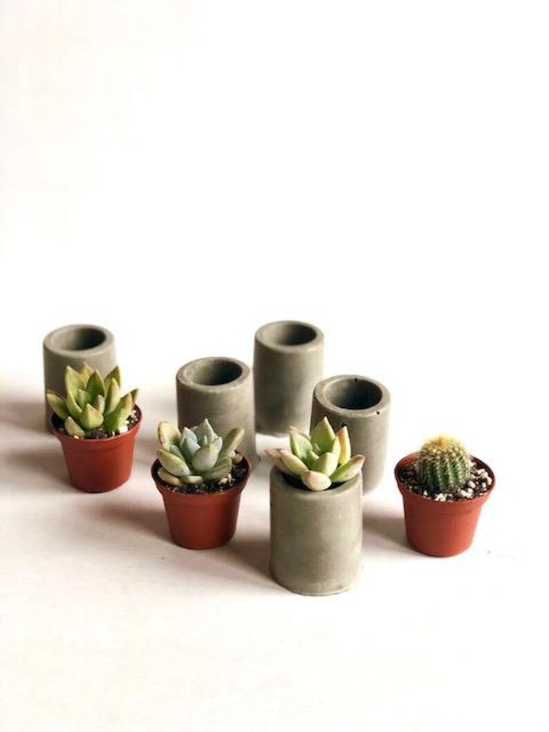 Succulent Concrete Planter