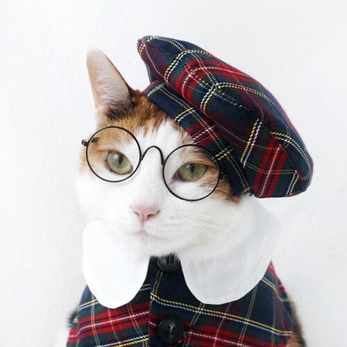 Royal Cat Costume King/queen Cape for Cats and Small Dogs Etsy