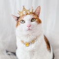 Cat Dog Gold Queen Princess Tiara Crown crystal Necklace Hat wedding halloween costume Christmas Birthday gifts for Pet Tiktok product logo