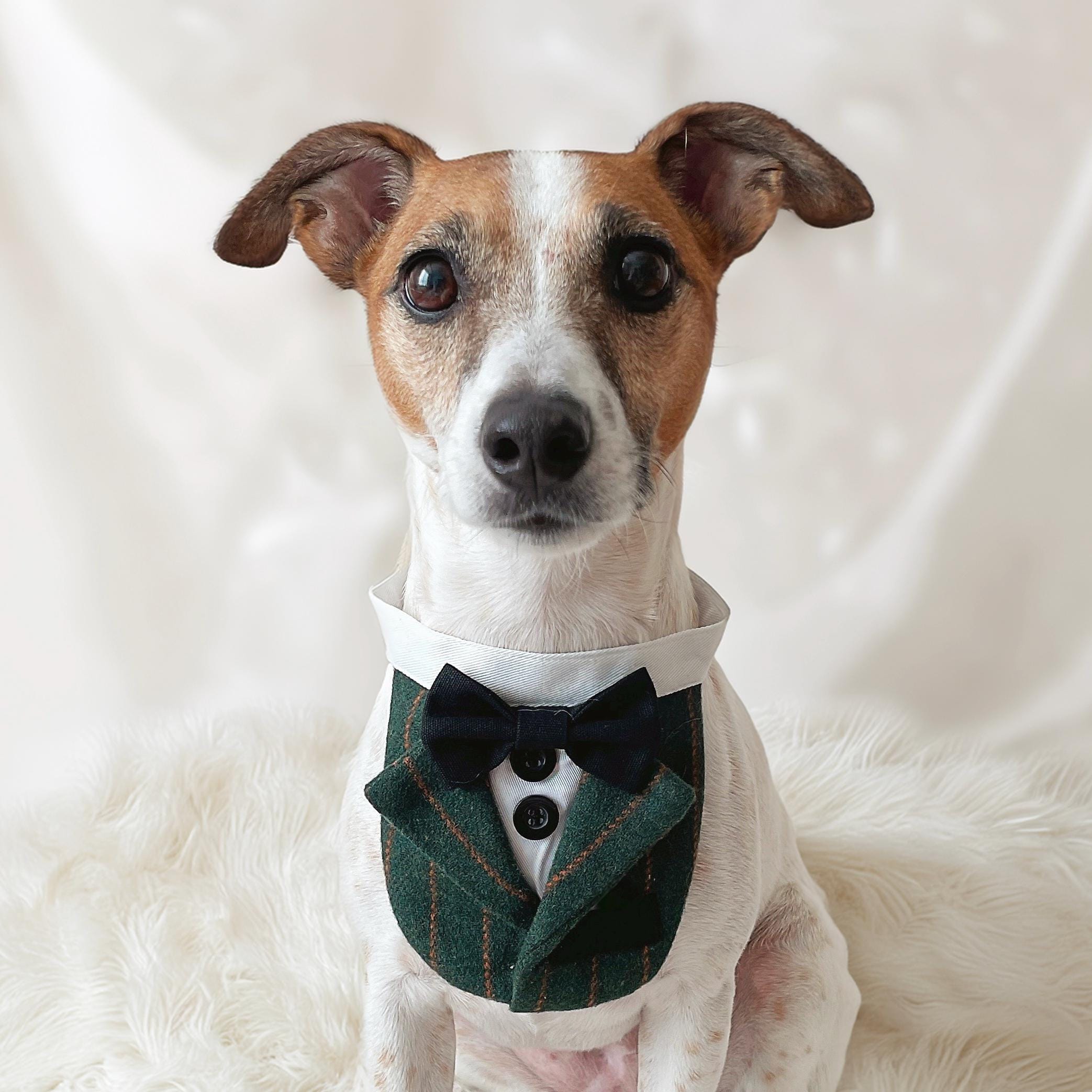 sachin and babi light blue dress Luxurious Dark Green Velvet Dog Products
