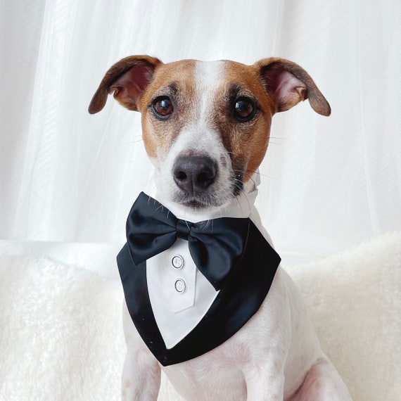 Great gatsby dog clearance costume