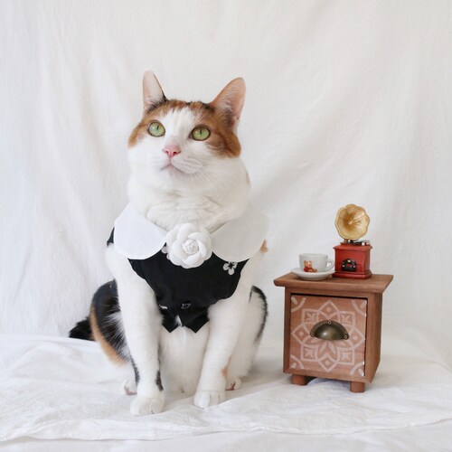 Camellia flower luxury dress clothes Cat Dog outfit halloween Christmas gift tiktok Miyopet
