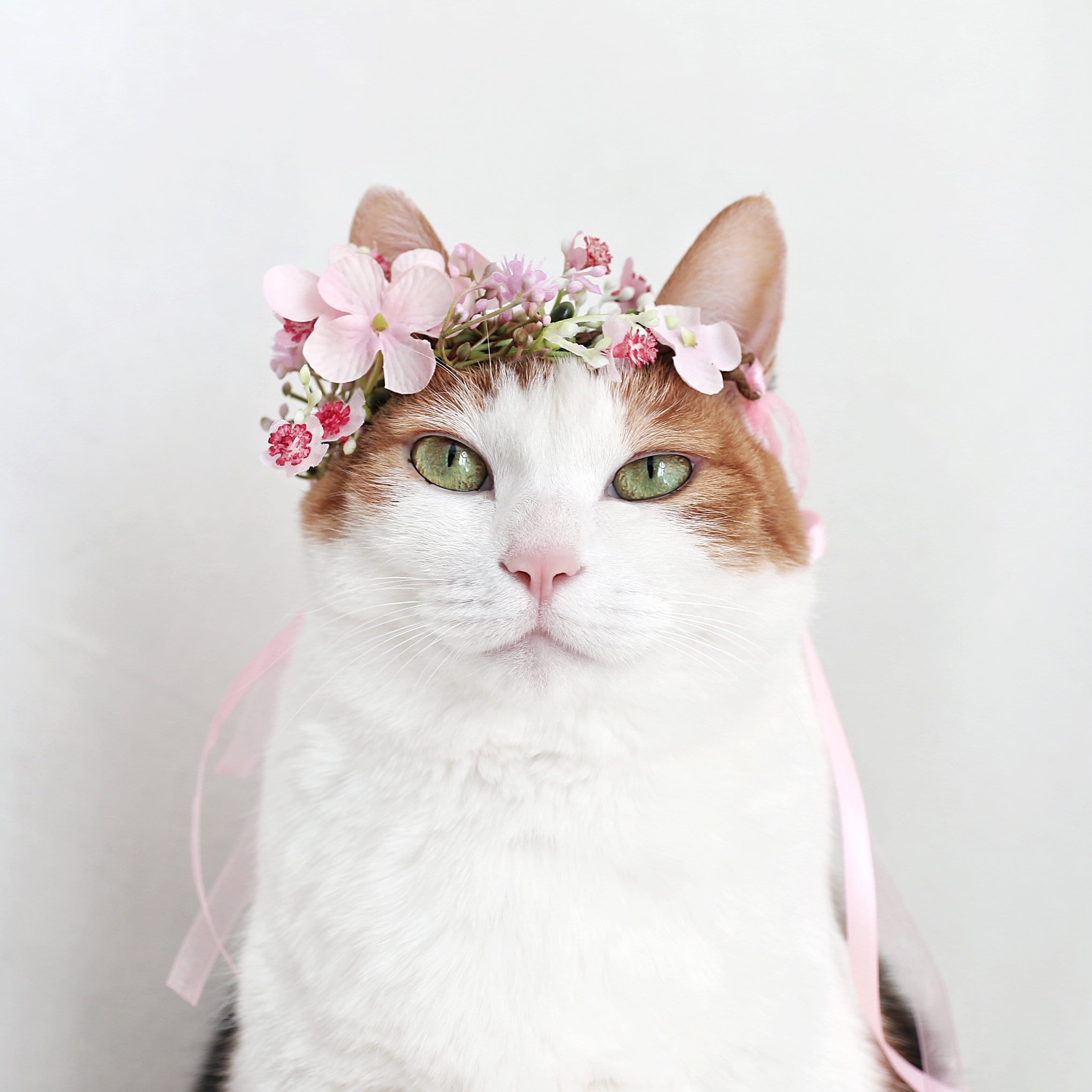 猫や犬用のピンクのカスミソウの花冠 - Etsy 日本