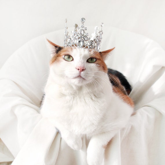 cat in tiara