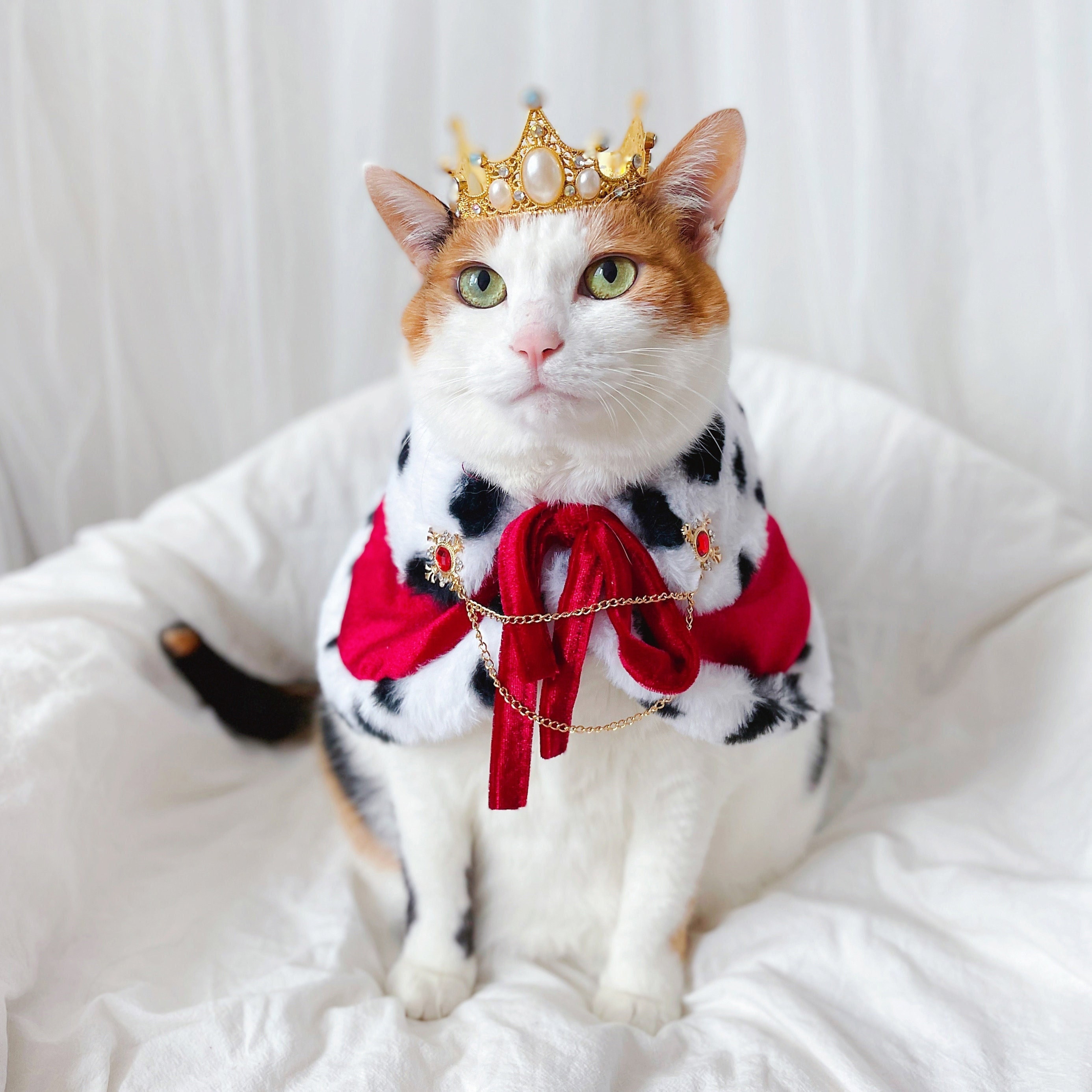 Cat queen costume hotsell