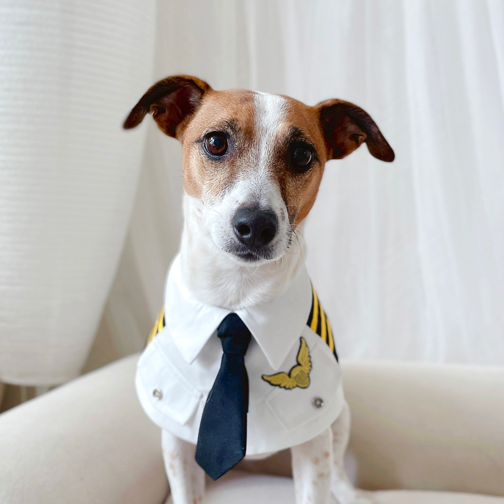 Stewardess stewardess dog clothes Stewardess stewardess dog clothes