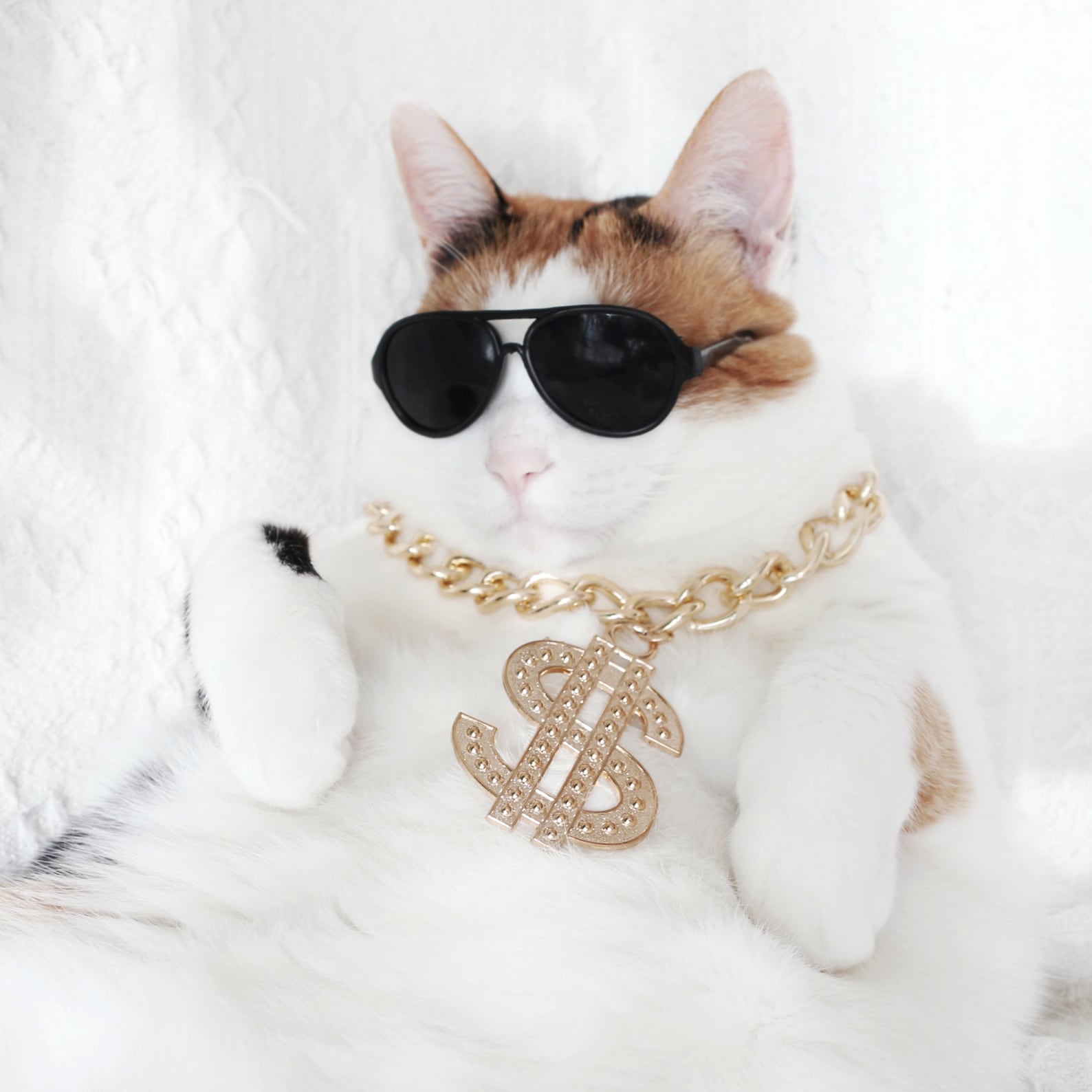Cat Dog Hip Hop Dollars Chain Necklace Rapper Gold Boeing - Etsy