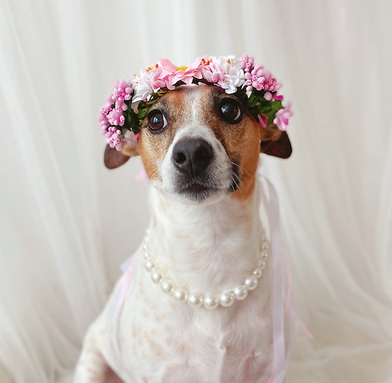 Kathond Hond Weg