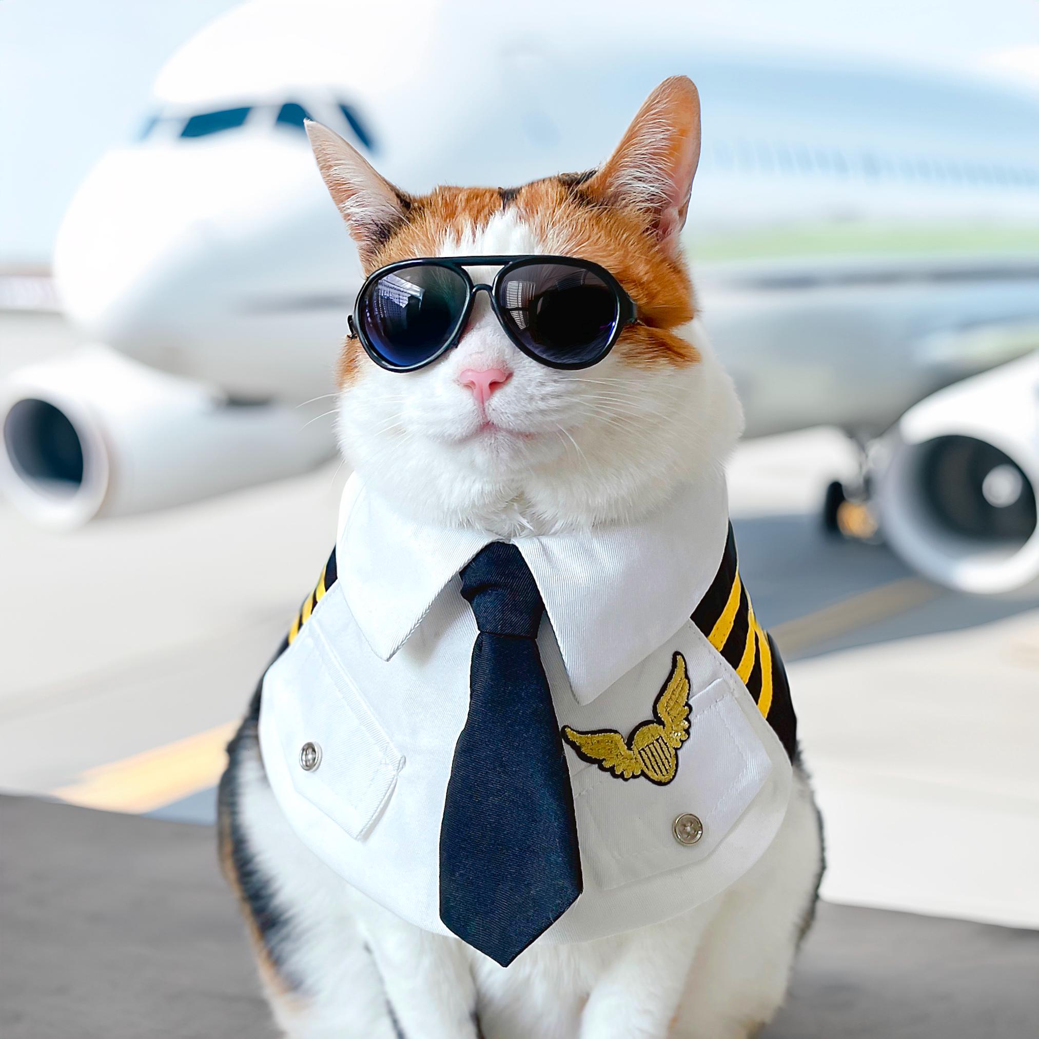 Pilot Pet Costume: Stewardess Cape Scarf for Cat or Dog