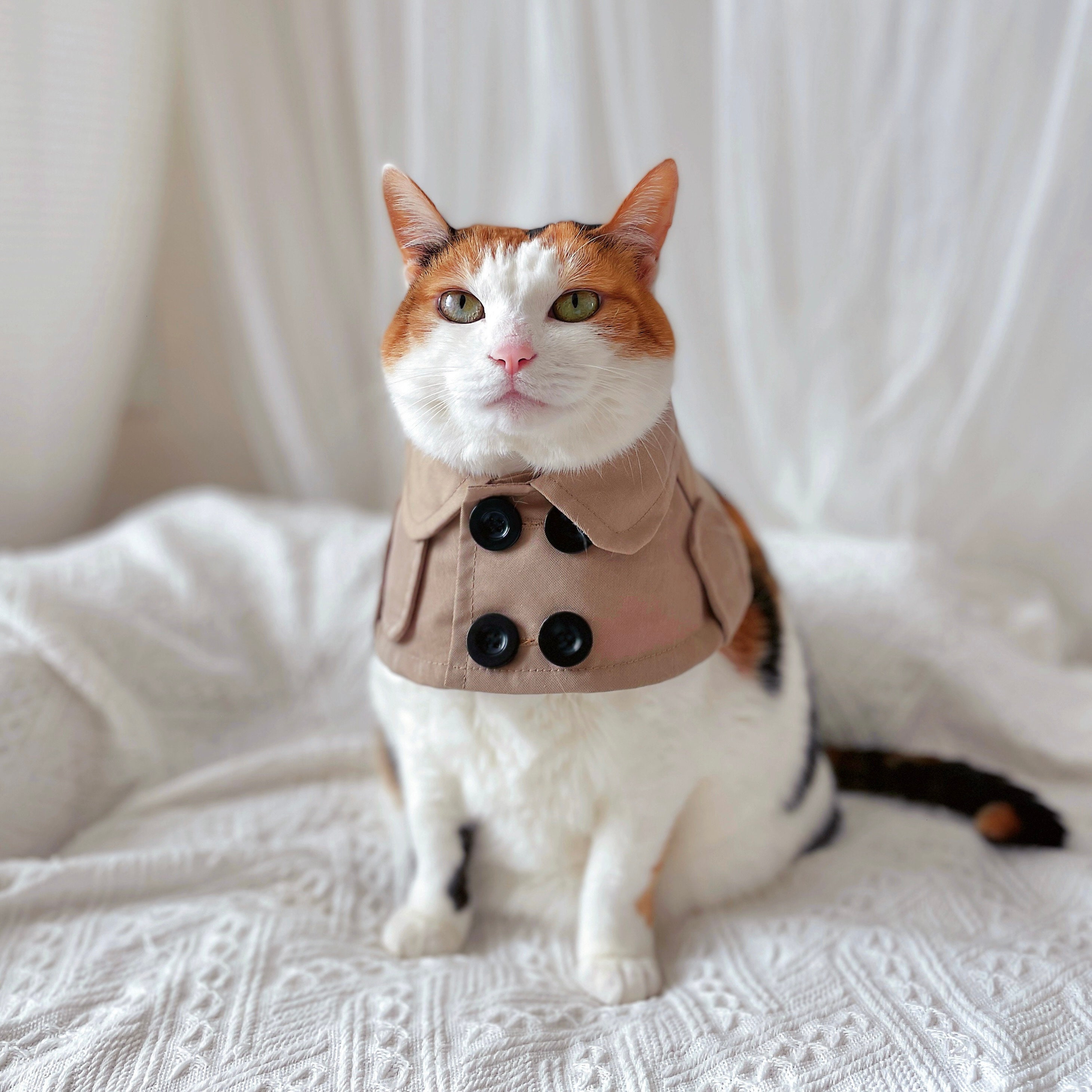 17 cats in a trenchcoat 🥞💛🇵🇸 on X: this adds yet another