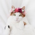 Cat Dog Cute Pink Flower  hairband headband Crown hat wedding Collar Leash Halloween costume flower collar Pet bows Purple White Miyopet product logo