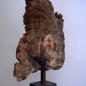 Kunstobjekt aus Holz, Stahl köcherbaum Bild 4