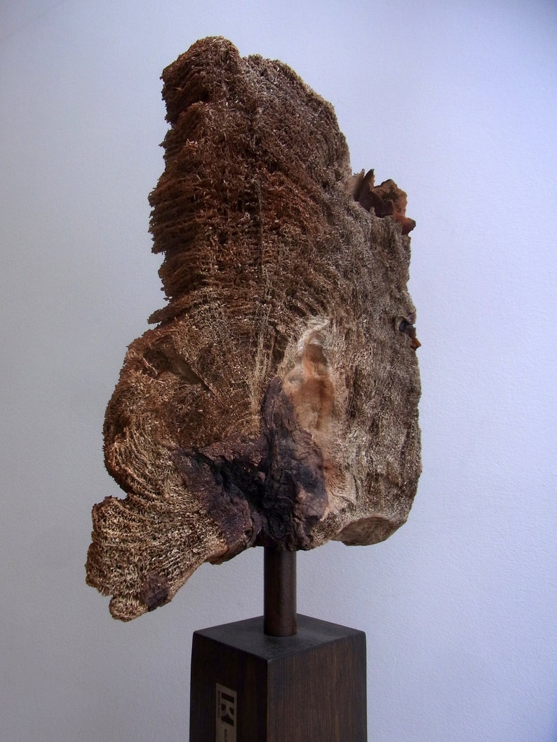 Kunstobjekt aus Holz, Stahl köcherbaum Bild 4