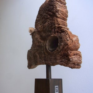 Kunstobjekt aus Holz, Stahl köcherbaum Bild 2