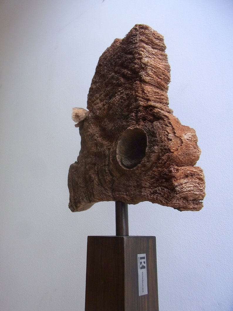 Kunstobjekt aus Holz, Stahl köcherbaum Bild 2