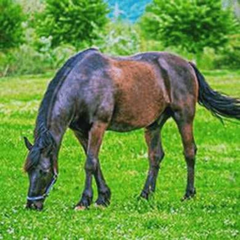 Horse Pasture Grass Seed Mix Cool Climate Mix Etsy