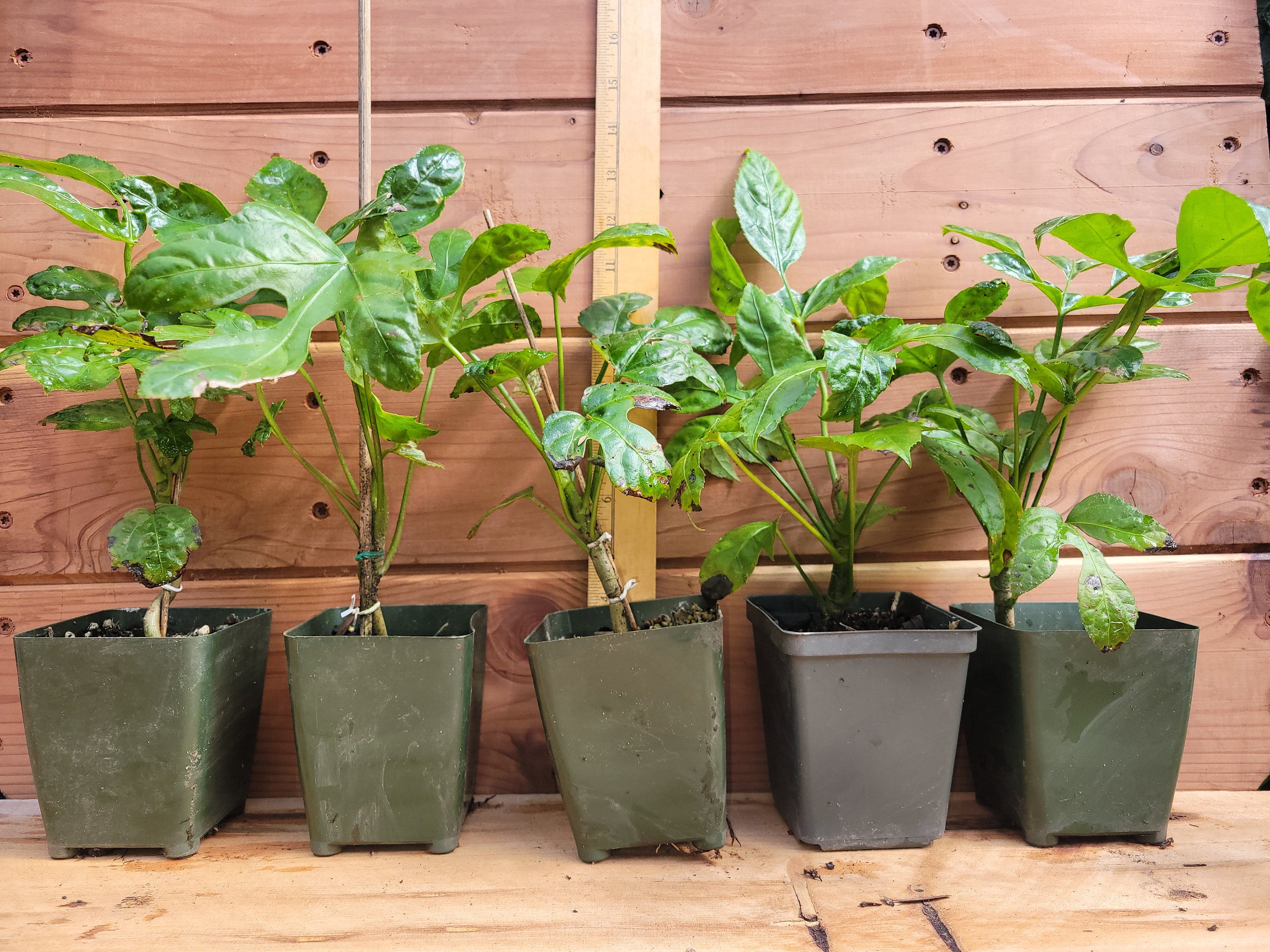 Trevesia Palmata - Etsy