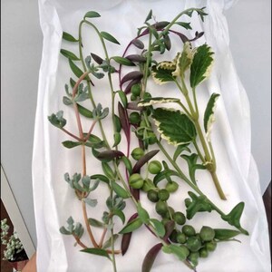 May include: A collection of green and purple succulent cuttings on a white paper background. The cuttings have small green leaves and some have small green berries.