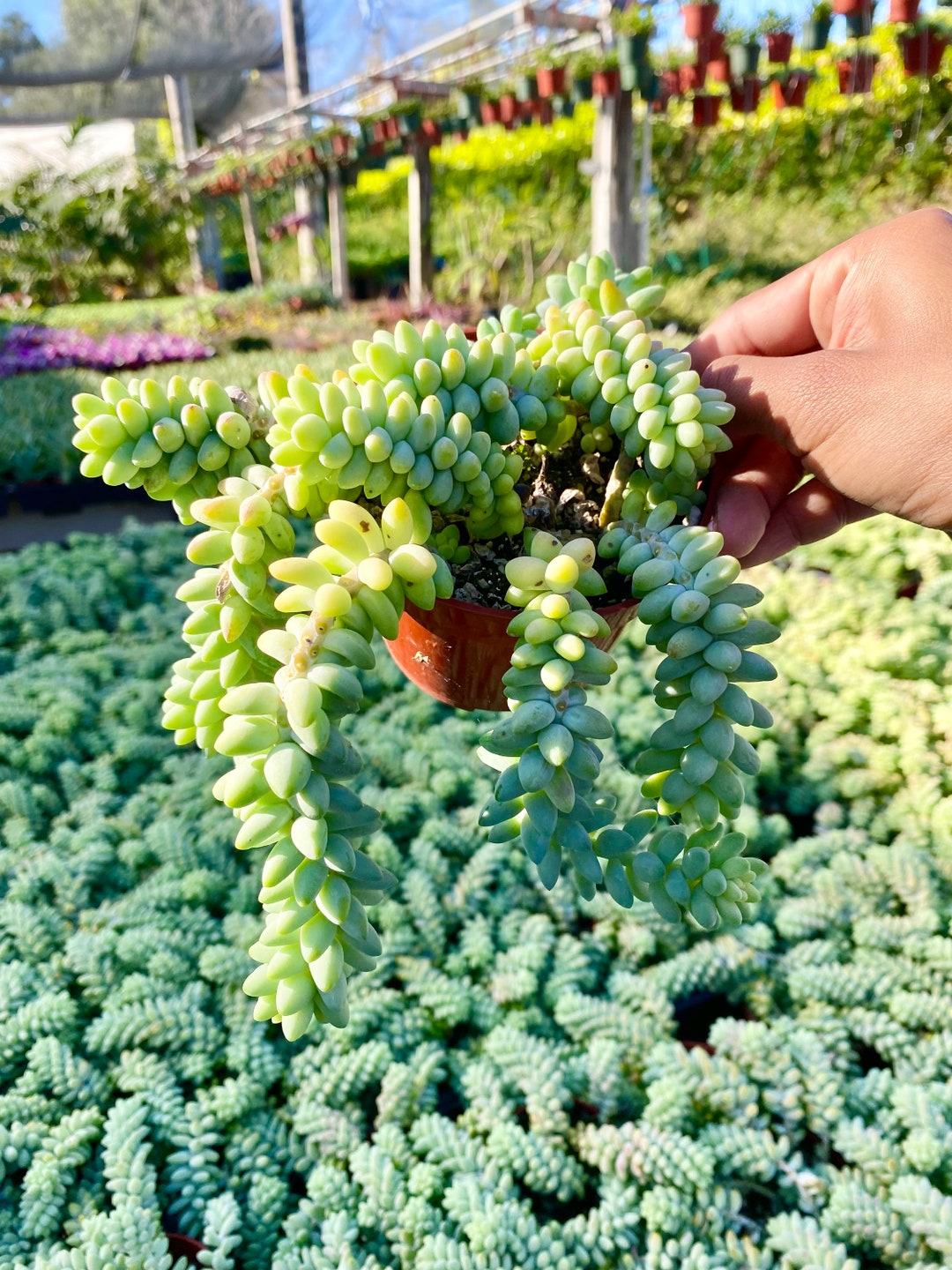 dragon tongue plant Dragon's Tongue - Hemigraphis Exotica