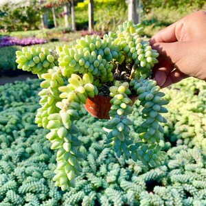 May include: A succulent plant with long, trailing stems and small, round, light green leaves. The plant is in a brown pot and is surrounded by other succulents.