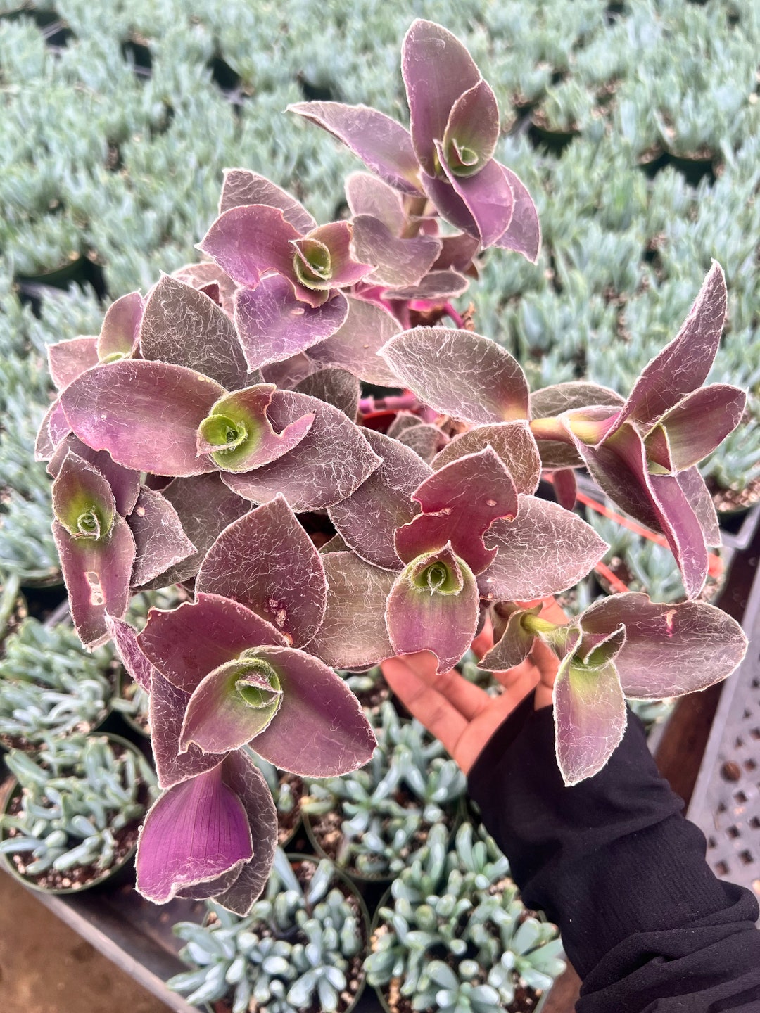 Succulent Tradescantia Padillia Pale Puma 4 Inch Pot - Etsy